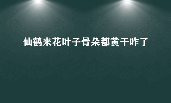 仙鹤来花叶子骨朵都黄干咋了