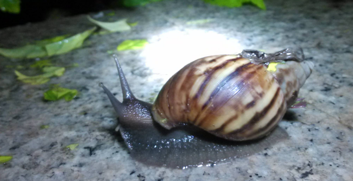 雨后蜗牛爬到水泥墙上做什么