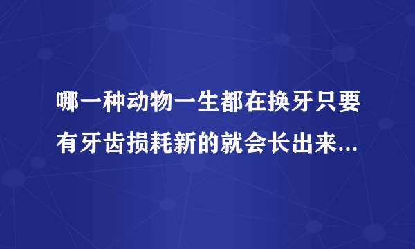 哪一种动物一生都在换牙只要有牙齿损耗新的就会长出来是鲨鱼还是鳄鱼？