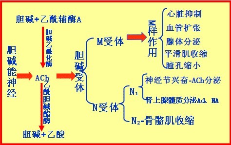 乙酰胆碱的化学本质是什么