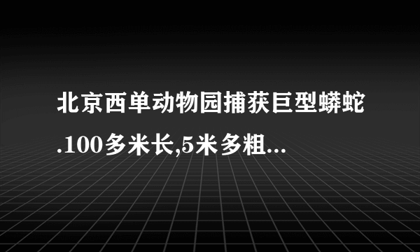 北京西单动物园捕获巨型蟒蛇.100多米长,5米多粗,比火车头还大 .谁有图片 给我发