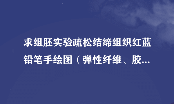 求组胚实验疏松结缔组织红蓝铅笔手绘图（弹性纤维、胶原纤维、肥大细胞、巨噬细胞）