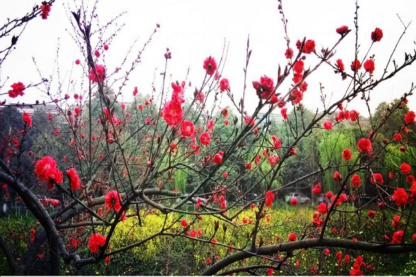 “梅花香自苦寒来”的全诗是什么？