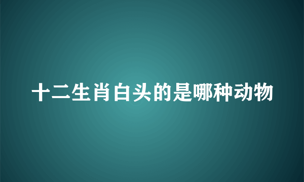 十二生肖白头的是哪种动物