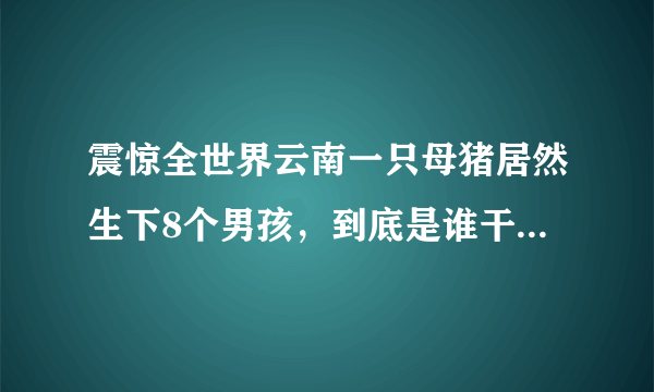 震惊全世界云南一只母猪居然生下8个男孩，到底是谁干的！？...如题 谢谢了