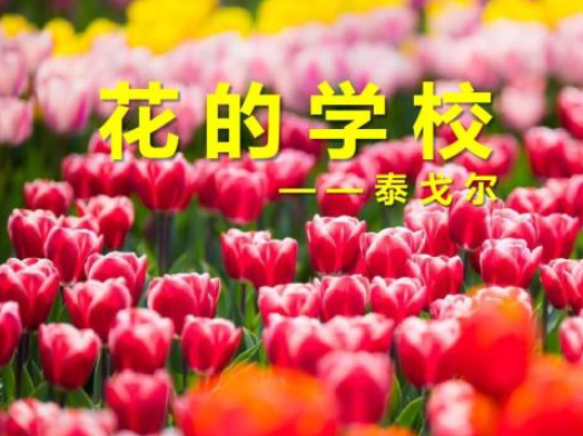 花的学校主要内容讲什么？