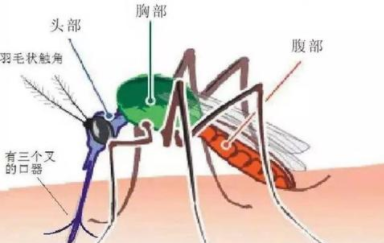 蚊子的身体结构图片