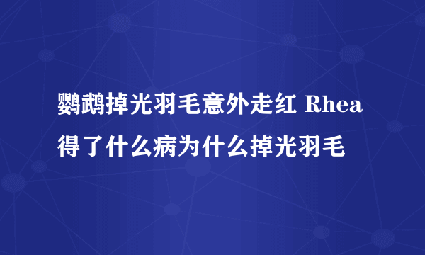 鹦鹉掉光羽毛意外走红 Rhea得了什么病为什么掉光羽毛