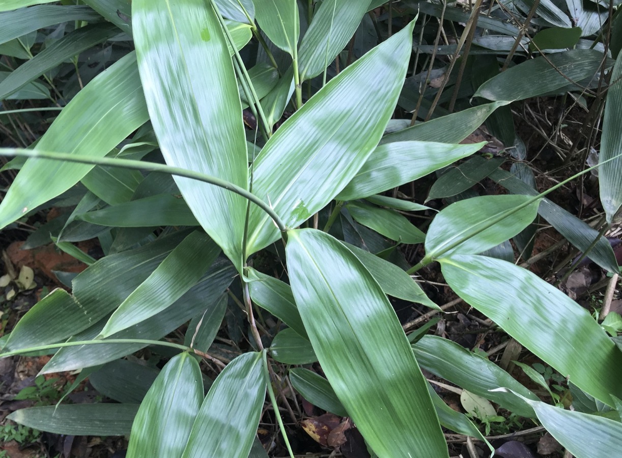 粽子叶是什么植物的叶子