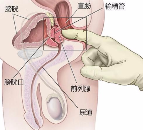 前列腺在哪有什么用？