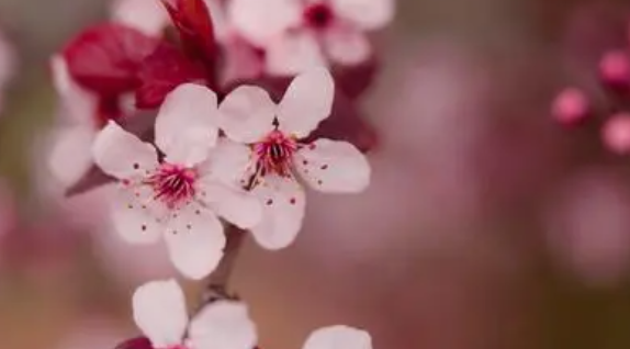 山寺桃花始盛开,人间四月芳菲尽的意思是什么？