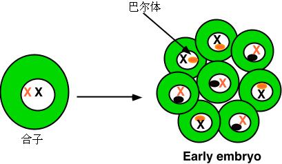 巴氏小体的简介