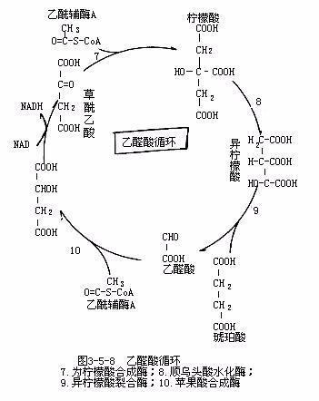 什么叫乙醛酸循环，试述它在微生物生命