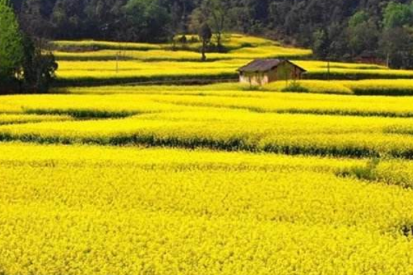 油菜花什么季节开？