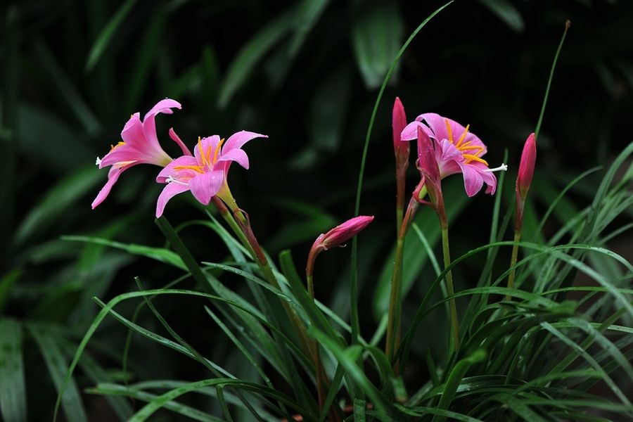 跪求《兰花草》歌词