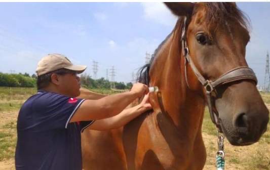 福建下海救人的第三匹马已痊愈，主人对此有何回应？