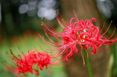 彼岸花的花语是什么？彼岸花象征着什么？