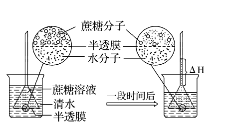 渗透作用的概念是什么？