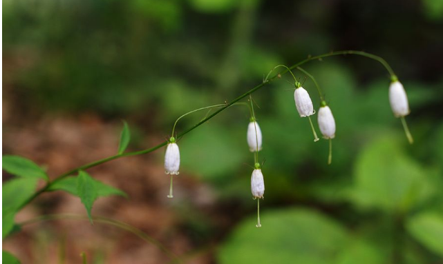 裸子植物和被子植物如何区分？