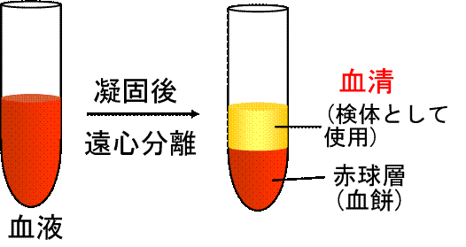 serum什么意思