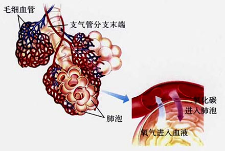 人工肺的简介