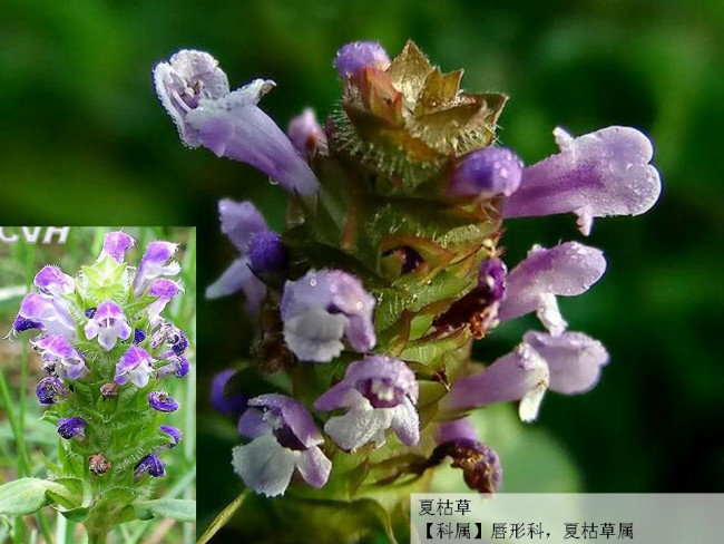 夏枯草的功效