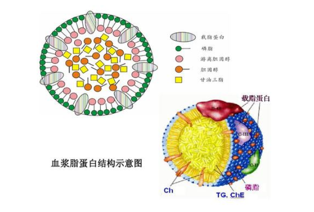 简述血浆脂蛋白的分类及其生理功能