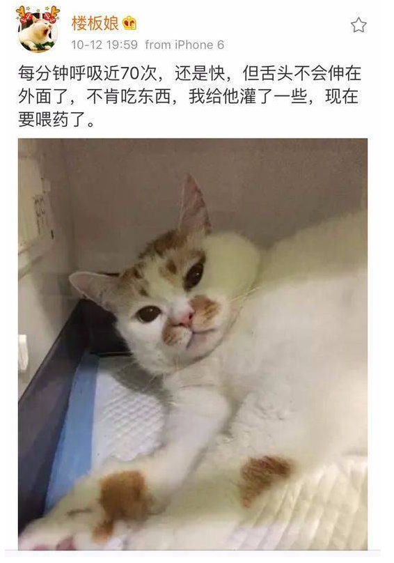 猫界表情包＂楼楼＂因病去世了吗？