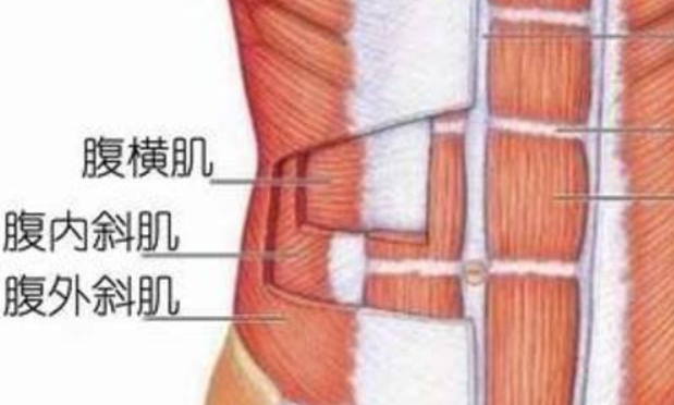 腹外斜肌起着什么作用？