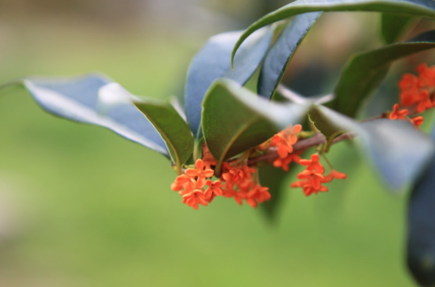 金桂花树苗怎么种植？