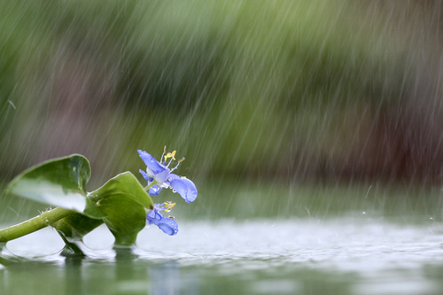 十一月的雨的介绍