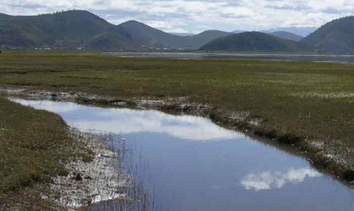 沼泽地是什么意思