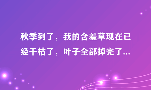 秋季到了，我的含羞草现在已经干枯了，叶子全部掉完了，明年春天它还会继续发芽生长吗？