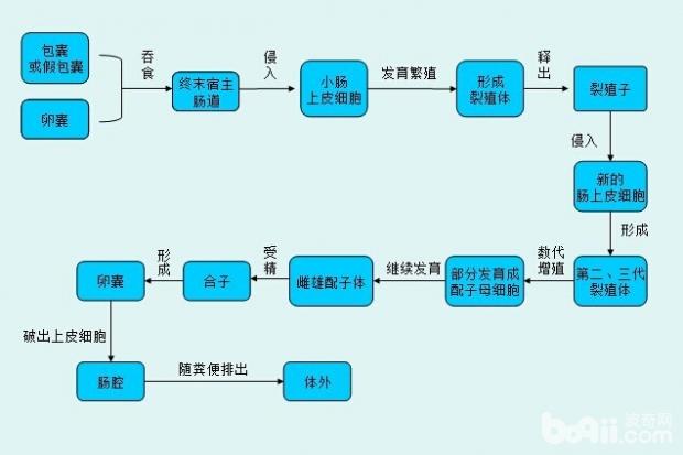 弓形虫病是什么？