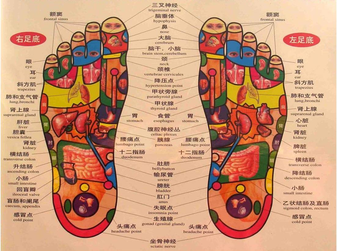 人的足底总共有多少个学位反射区?