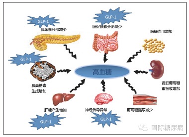 β2受体激动剂的介绍