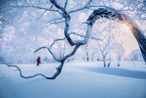 《雪之花》中文版叫什么？