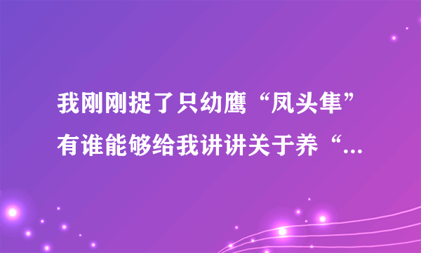 我刚刚捉了只幼鹰“凤头隼”有谁能够给我讲讲关于养“凤头隼”的知识吗