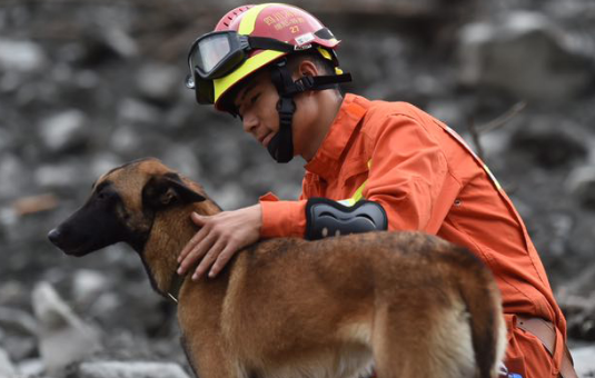 和军犬有关电影