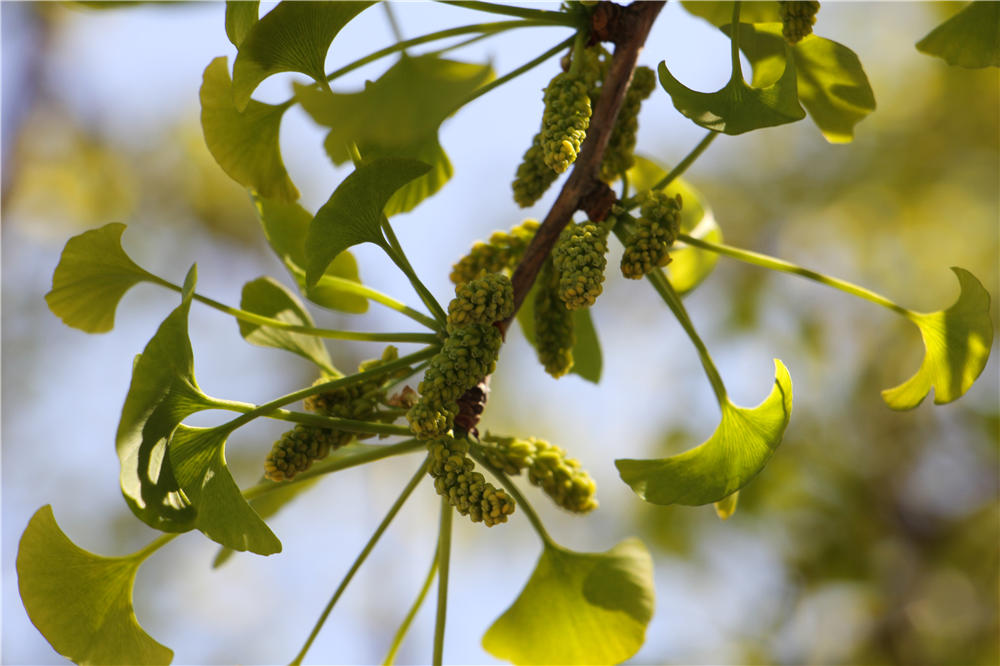 银杏树种植要求