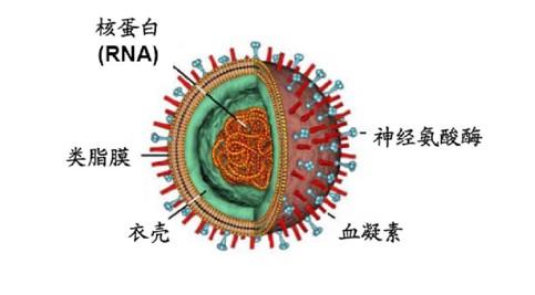 甲流是什么