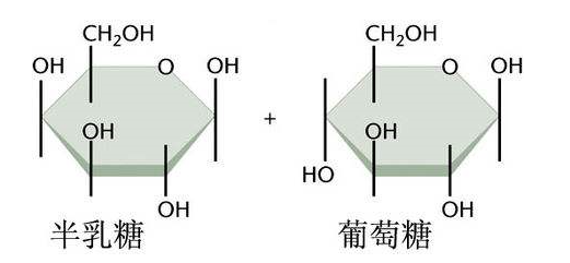 乳糖和半乳糖有什么区别？
