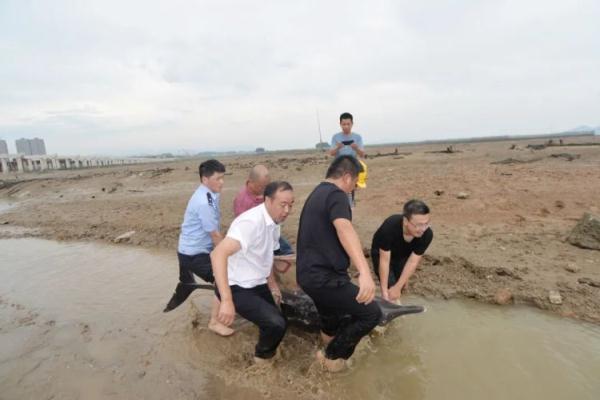 2只海豚在浙江宁海搁浅，相关部门采取了哪些举措？