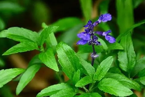 天蓝鼠尾草和蓝花鼠尾草区别