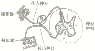 神经调节的基本方式是怎样的？