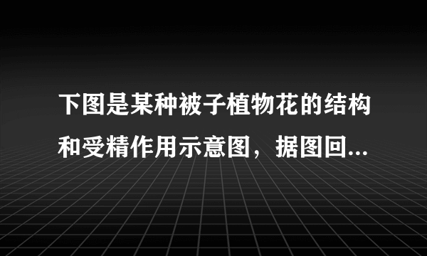 下图是某种被子植物花的结构和受精作用示意图，据图回答问题。             （1）雄蕊、雌蕊是花的主要组