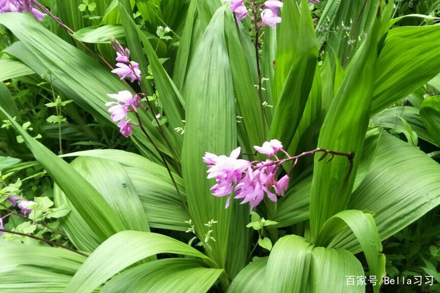 白芨是一种中草药，白芨的种植前景如何？