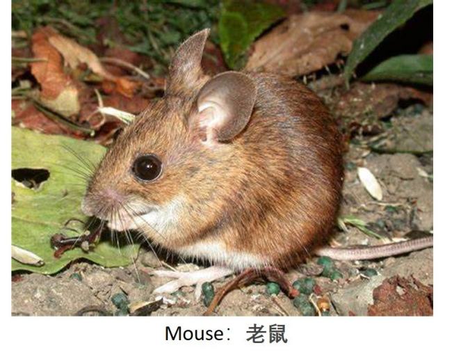 mouse老鼠的复数形式是什么？