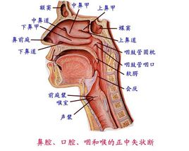 咽喉在哪个部位