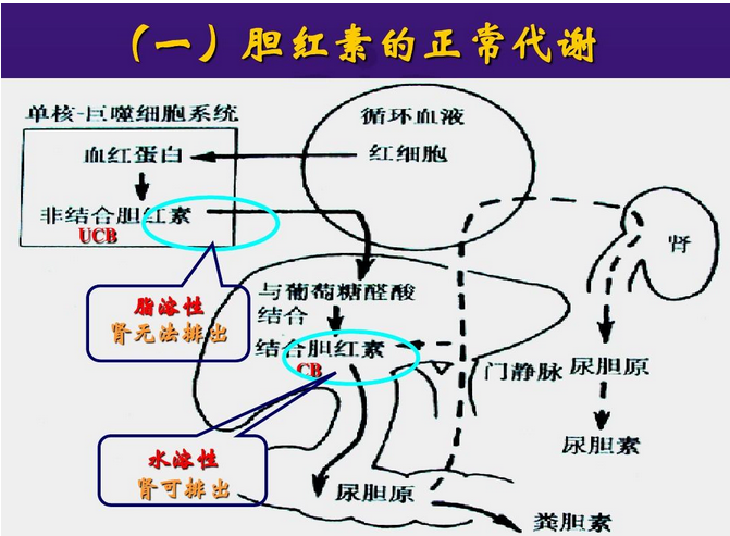 胆红素的正常值是多少